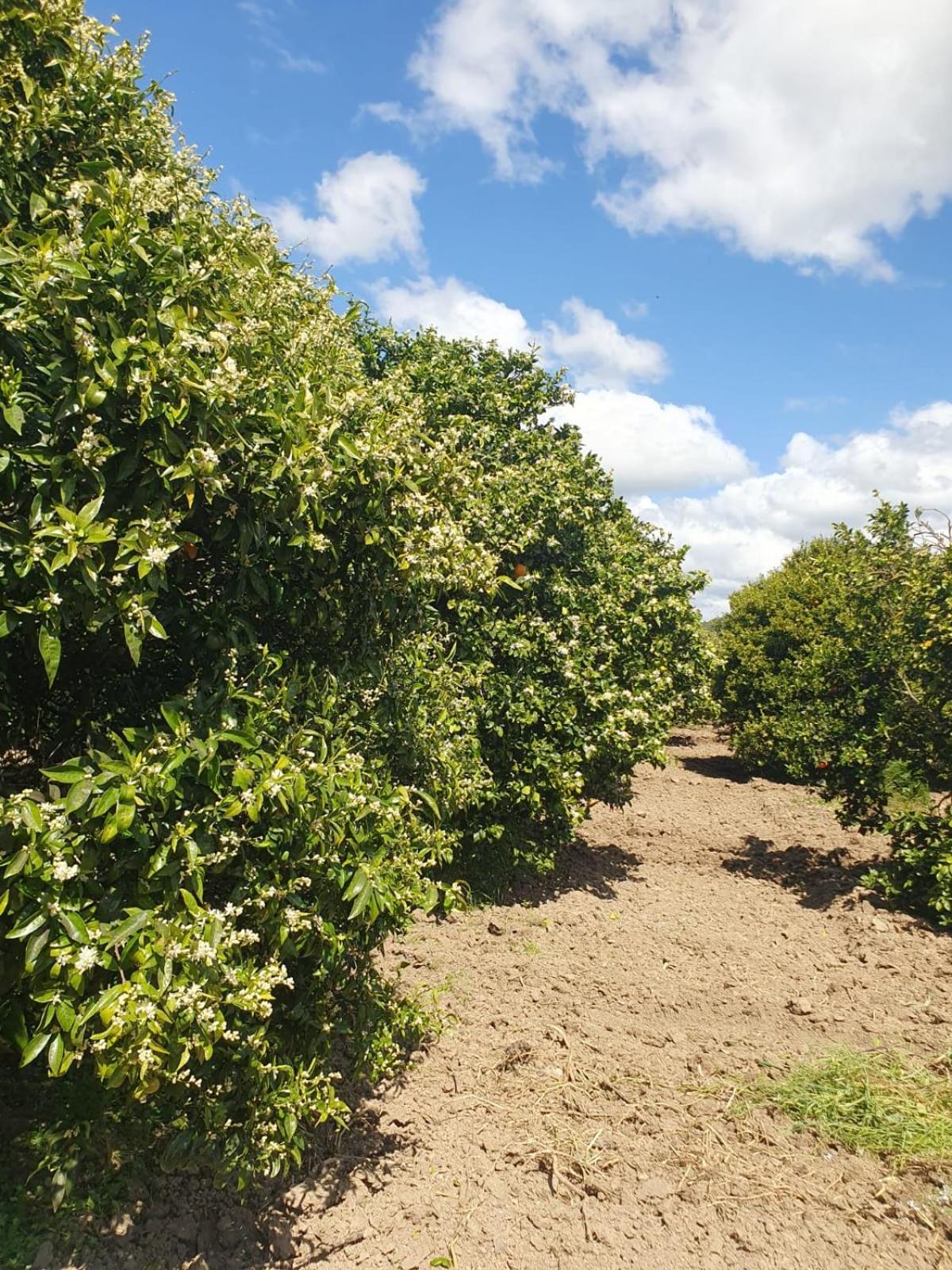 ג'ינוזה Masseria Strada Agriturismo מראה חיצוני תמונה